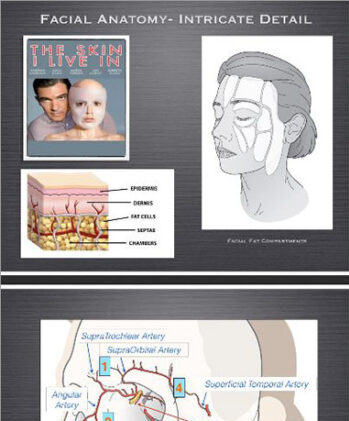 Facial Anatomy - Intricate Detail